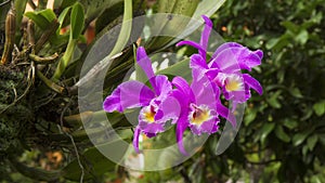 Cattleya gaskelliana is a labiate Cattleya species of orchid. Guarianthe is a colorful purple flowers. Costa Rican national flower