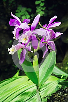 Cattleya harrisoniana