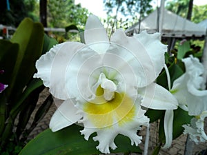 Cattleya John Lindley white