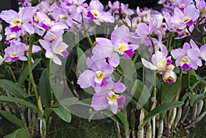 Cattleya loddigesii Occhids flowers. Decorative plants for greenhouse.