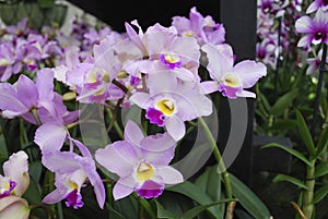 Cattleya loddigesii Occhids flowers. Decorative plants for greenhouse.