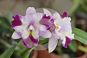 Cattleya Mari\'s Song is blooming