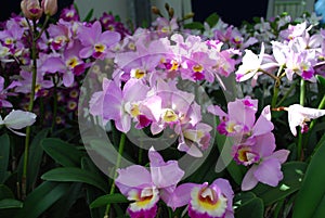 Cattleya mendelii Orchids flowers. Decorative plants for greenhouse.