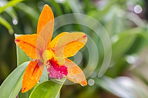 Cattleya Orange