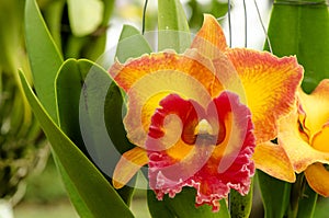 Cattleya orange orchid