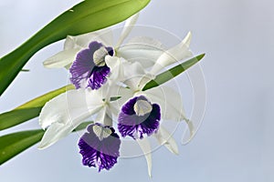 Cattleya orchid