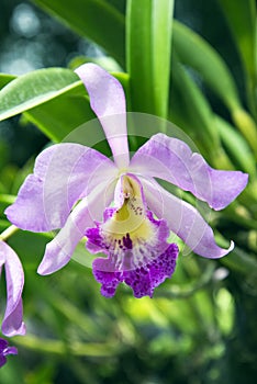 Cattleya orchid