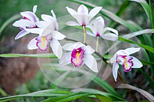 Cattleya orchid