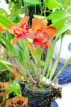 Cattleya orchid