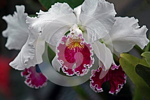 Cattleya Orchid