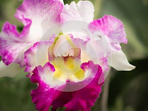 Cattleya Orchid Blooming on Colorless