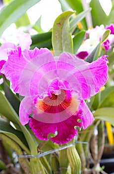 Cattleya Orchid Flower.