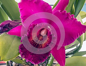 Cattleya orchid flower