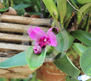 Cattleya orchid flower in garden.