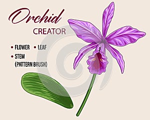 Orchidej květina sada na bílém 