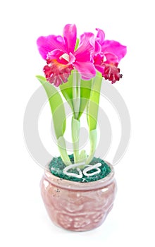 Cattleya orchid Flowers in flower pot.