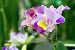 Cattleya Orchid Flowers in the garde