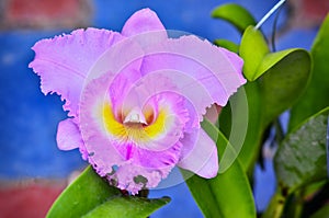 Cattleya orchid in garden