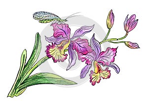 Cattleya orchid and lacewing, hand drawing