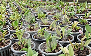 Cattleya orchid plantation