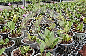 Cattleya orchid plantation