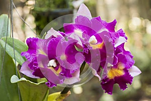 Cattleya orchids.