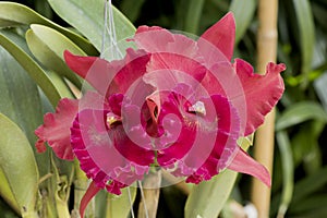 Cattleya orchids.