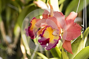 Cattleya orchids.