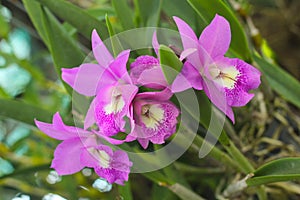 Cattleya orchids