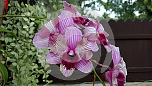 Cattleya orchids flower with fern flower plant