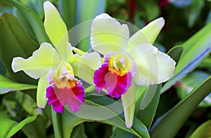 Cattleya orchids photo