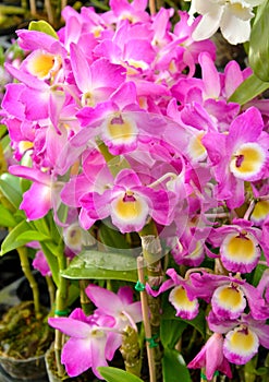 Cattleya pink orchid