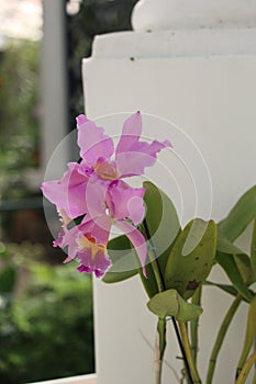 Pink Cattleya trianae details photo, South american species, Christmas orchid orchid, Introduced ornamental species photo