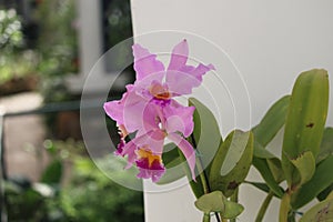 Pink Cattleya trianae details photo, South american species, Christmas orchid orchid, Introduced ornamental species photo