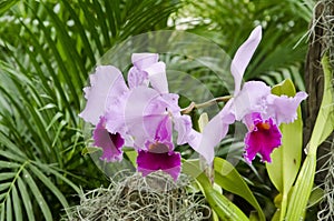 Cattleya Trianae orchid, a beautiful tropical flower