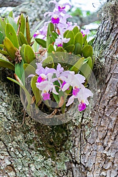 Cattleya Trianae Orchid