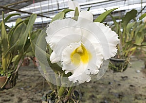 Cattleya White Diamond Orchid