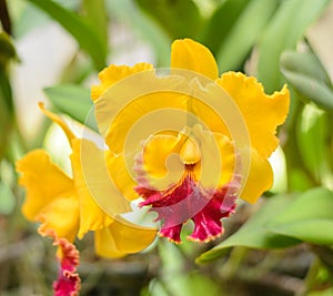 Cattleya yellow orchid flower