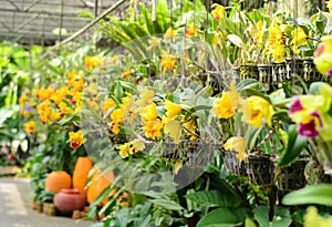 Cattleya yellow orchid flower