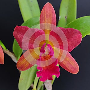 Cattleya Orchid photo