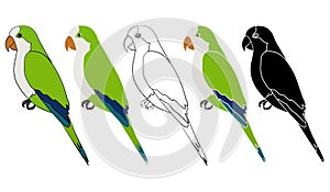 Caturrita bird in profile view