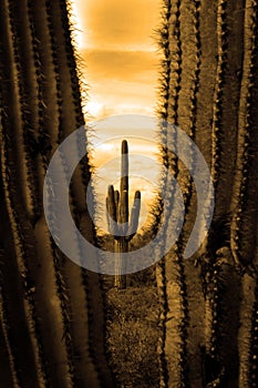 Catus Cacti in Arizona Desert