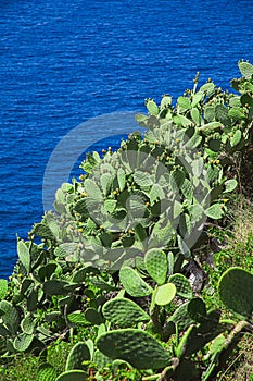 Catus field over the ocean