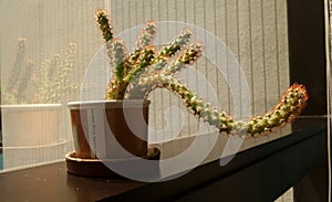 Catus on shelf in office