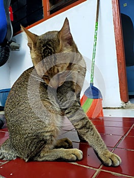 Catwomen, animalcat, backgroundcat photo