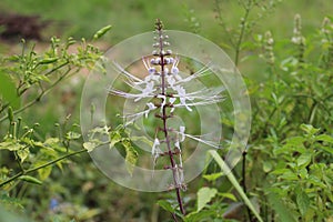 Catâ€™s whisker plant