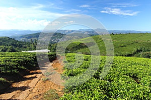 Cau Dat tea farm in a sunny morning photo