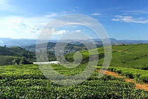 Cau Dat tea farm in a sunny morning photo