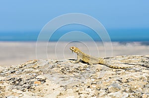 Caucasian agama lizard & x28;Laudakia caucasia& x29; in Qobustan, Azerbaijan