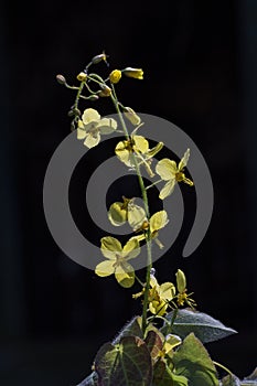 Caucasian Barrenwort, Caucasian Barrenwort, Epimedium pinnatum